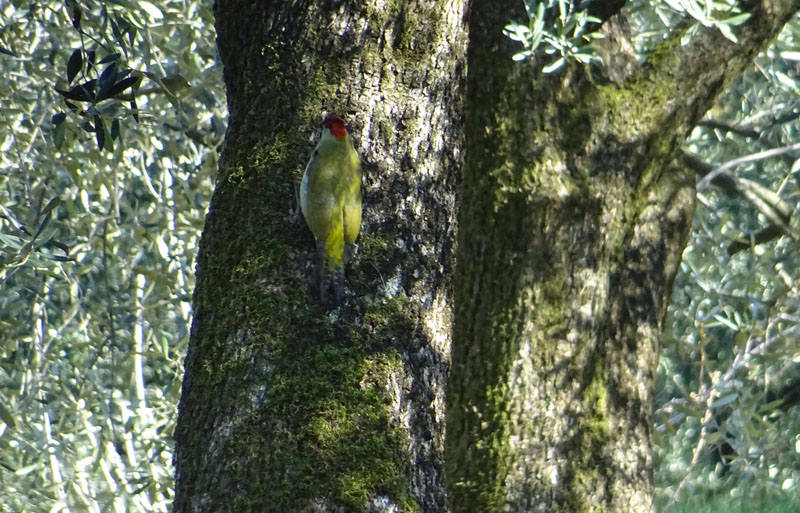 Picus viridis - Picidae (accoppiamento )